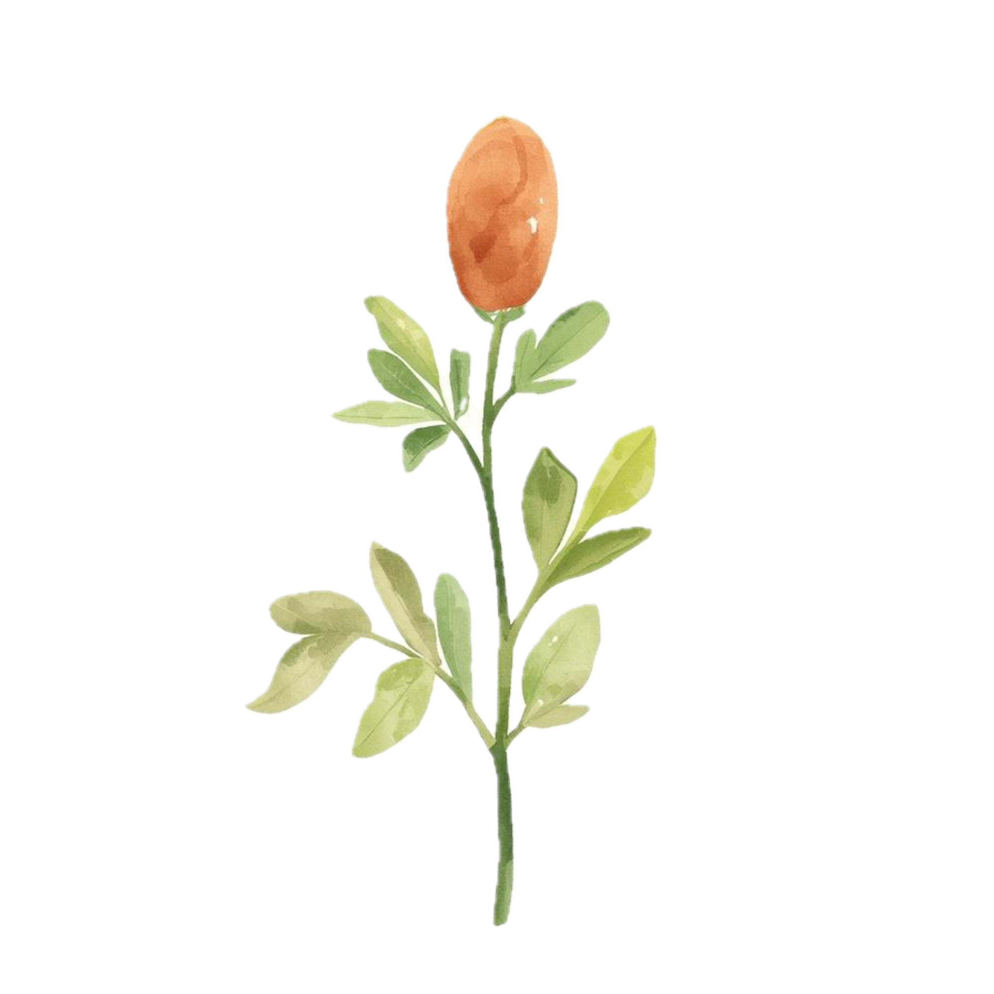 Just in Time Organics logo